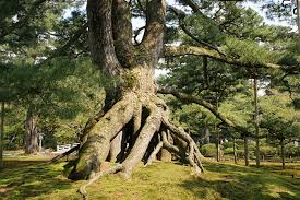 兼六園根上松 兼六園根上松
